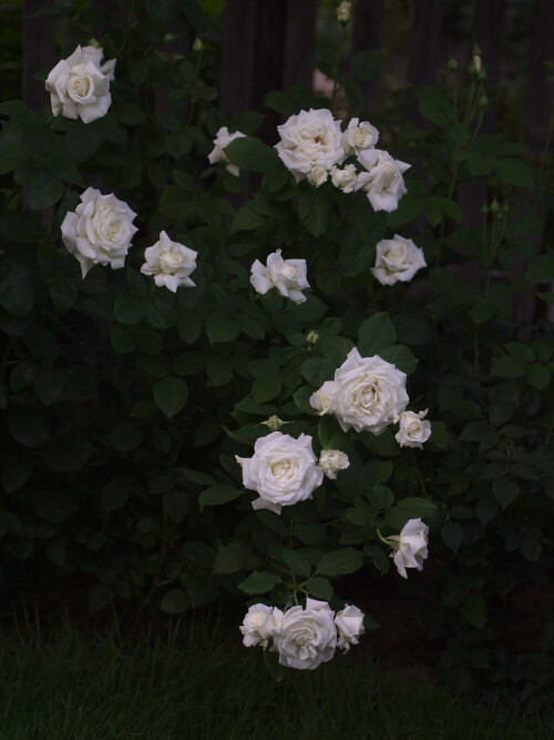 P7239864a36ef754cc62c0e5.jpg
