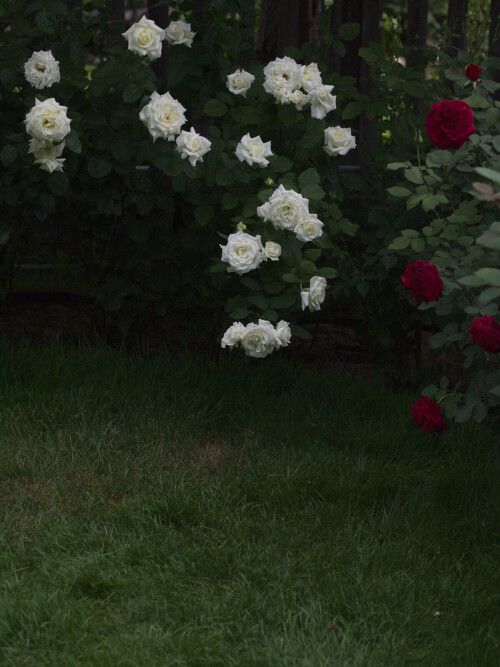 P7249879340ec19e7f2de8be.jpg