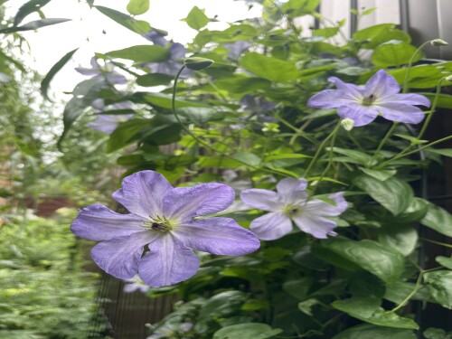 IMG_98142b0ae4f32dd028d8.jpeg