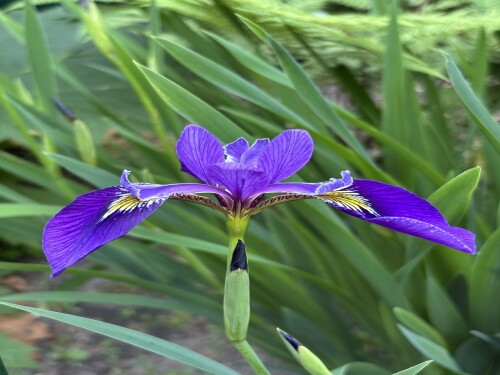 IRIS-Step-Inn-32c101ae62c391c7d.jpeg