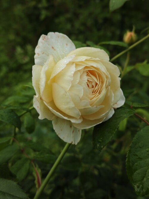 77145c60007e41875d77.jpg
