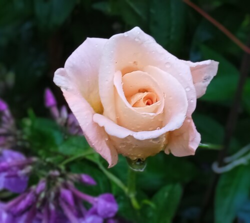 6-SEP-Monroe8aa904c7d306d7f4.jpg
