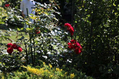 IMG_8473aefda47e42e347d5.jpg