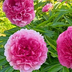 PION-Rose-Heart-732fcf573f30bbc8f