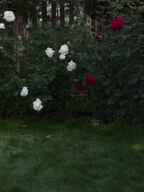 P92799272a4da4e1161ca35c.jpg