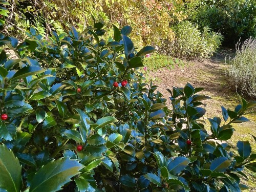 IMG_5168-2c66f6b339eda08af.jpeg