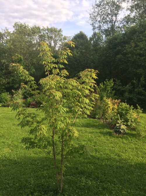 IMG_84098d5495435807db8c.jpeg