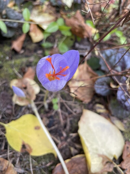 IMG_72204d878411d9c0a1f3.jpeg