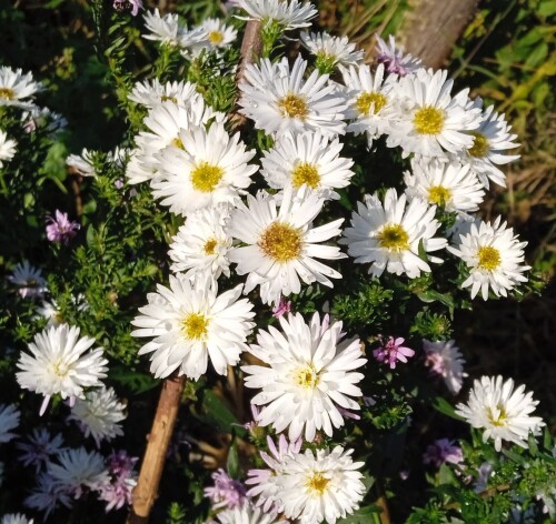 24-Oct-white-aster3ea3bd871e5a2c9e.jpg