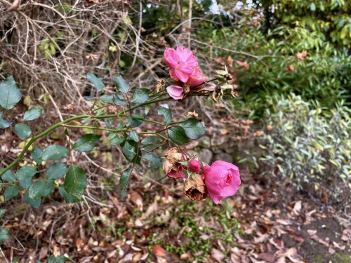 IMG_5527-26a45cded0e79d0de.jpeg